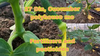 After 27 Days|Cucumber|Polyhouse|Growth,Fertilizers and Insecticide