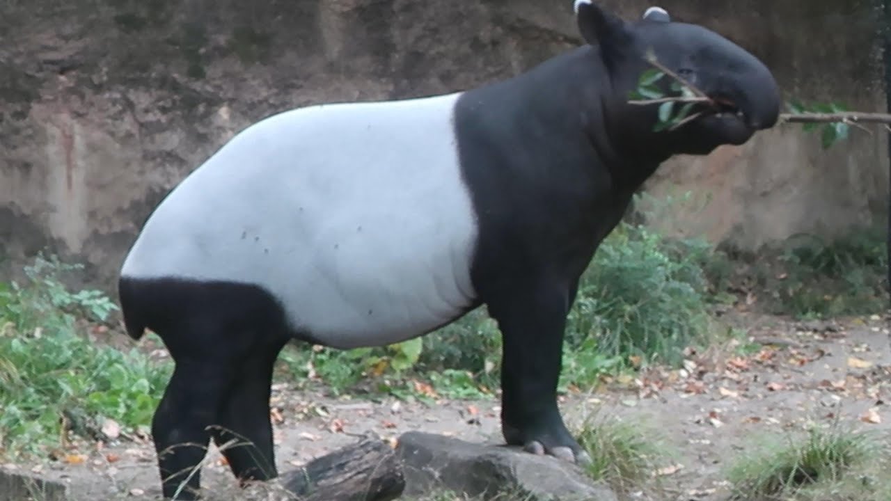 番外編　子育て奮闘中ロコお母さん、元気いっぱいひでおくん　マレーバク【よこはま動物園ズーラシア】【2022年11月13日】