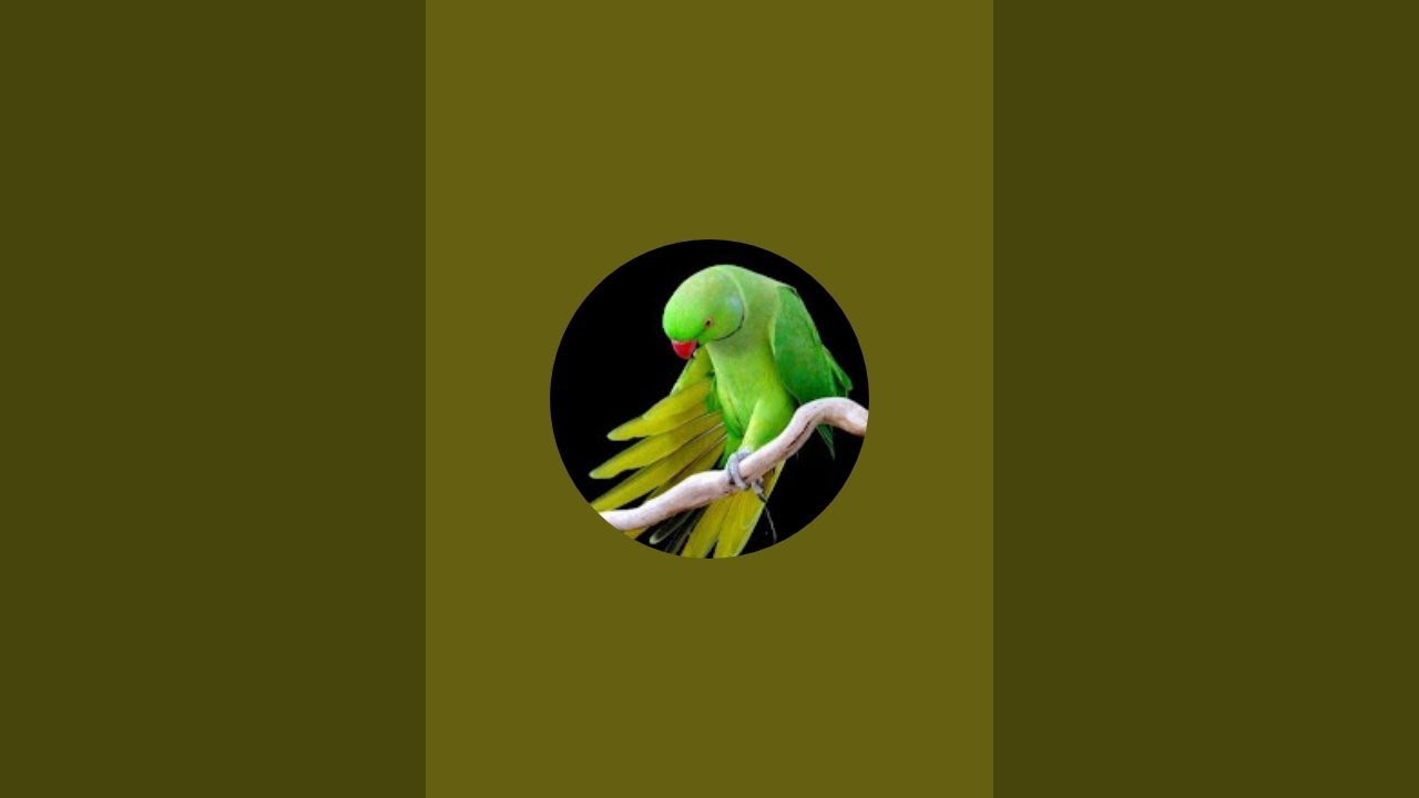 “Cute Parrots 🦜 Funny, Colorful & Adorable Moments”