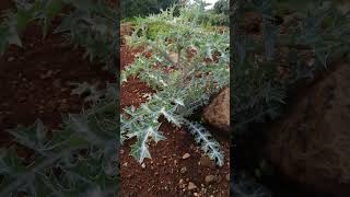 The Mexican Prickly Poppy