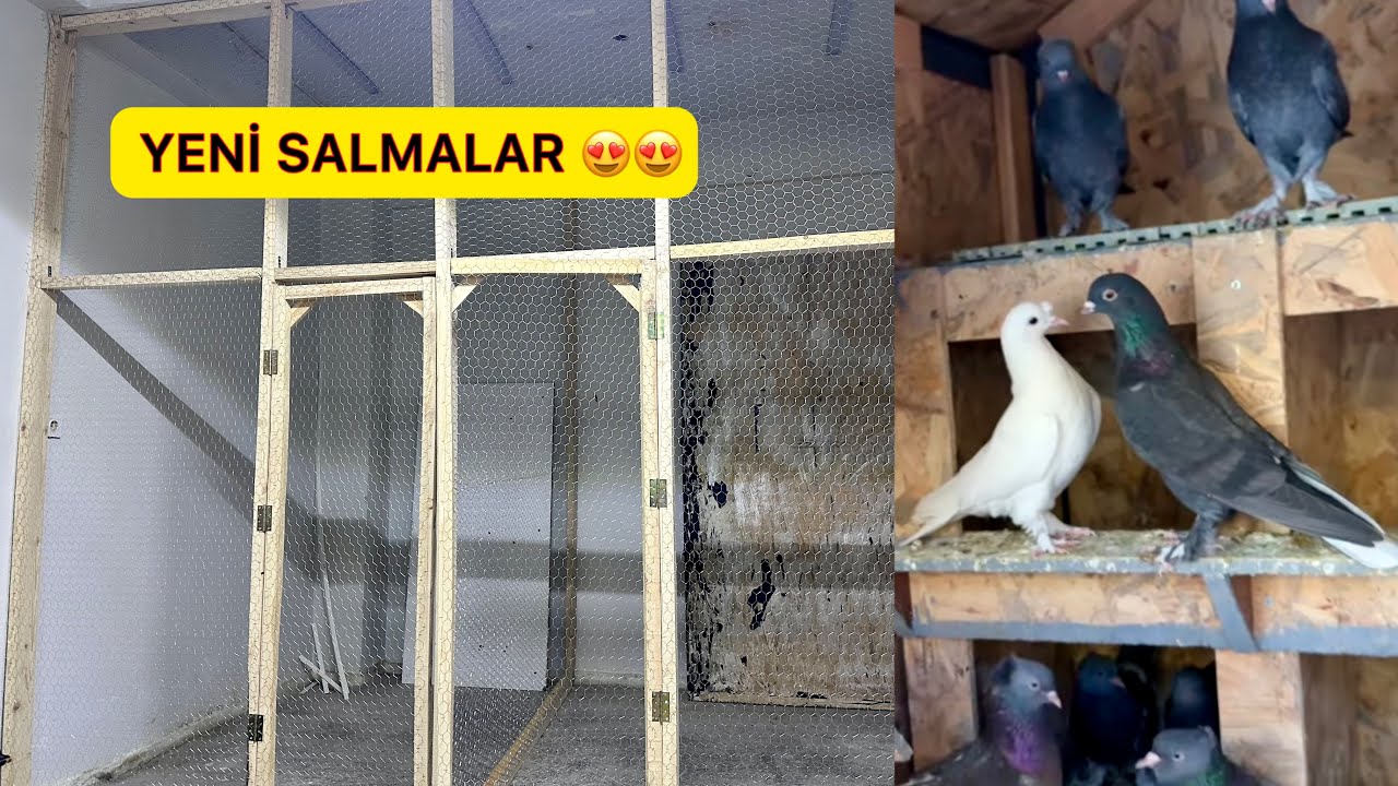 YENİ SALMALAR HARİKA OLDU 💯😍 PELE BEYAZ ALALAR ÇILDIRDI 🕊️ Taklacı Güvercin Oyunkuşu