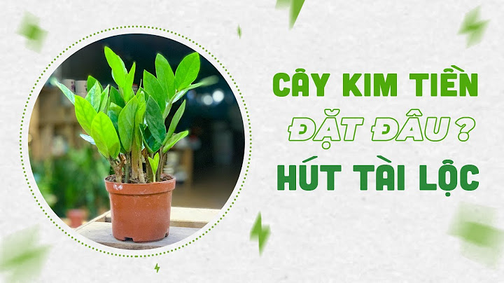 Cây kim tiền nên để ở vị trí nào