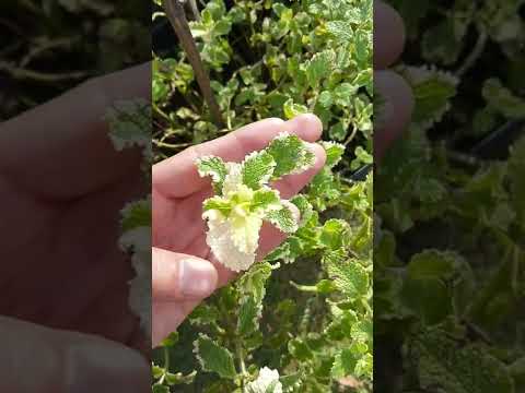 Vídeo: 3 maneiras de usar o verde hortelã