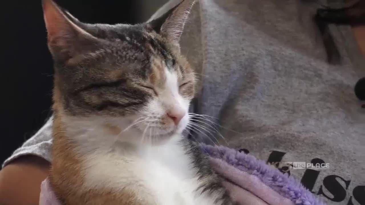 SPONSORED The Place: Watching over Whiskers - YouTube