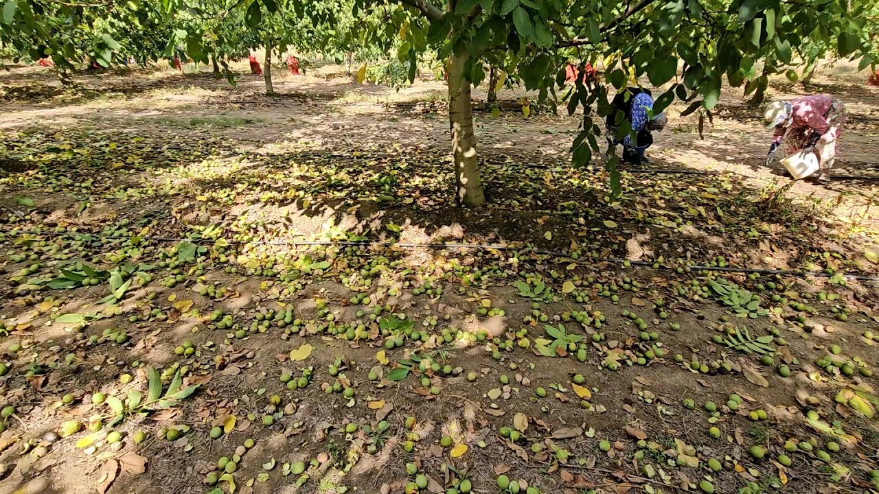 7 Yaşındaki Ceviz Bahçesinde Şaşırtıcı Hasat