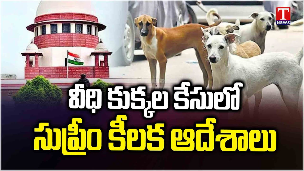 Stray Dogs Case: Supreme Court Warns of Holding State, Dog Feeders Liable for Attacks | T News