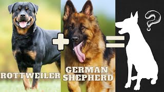 The Most Unique German Shepherd Mixes You've Never Seen!