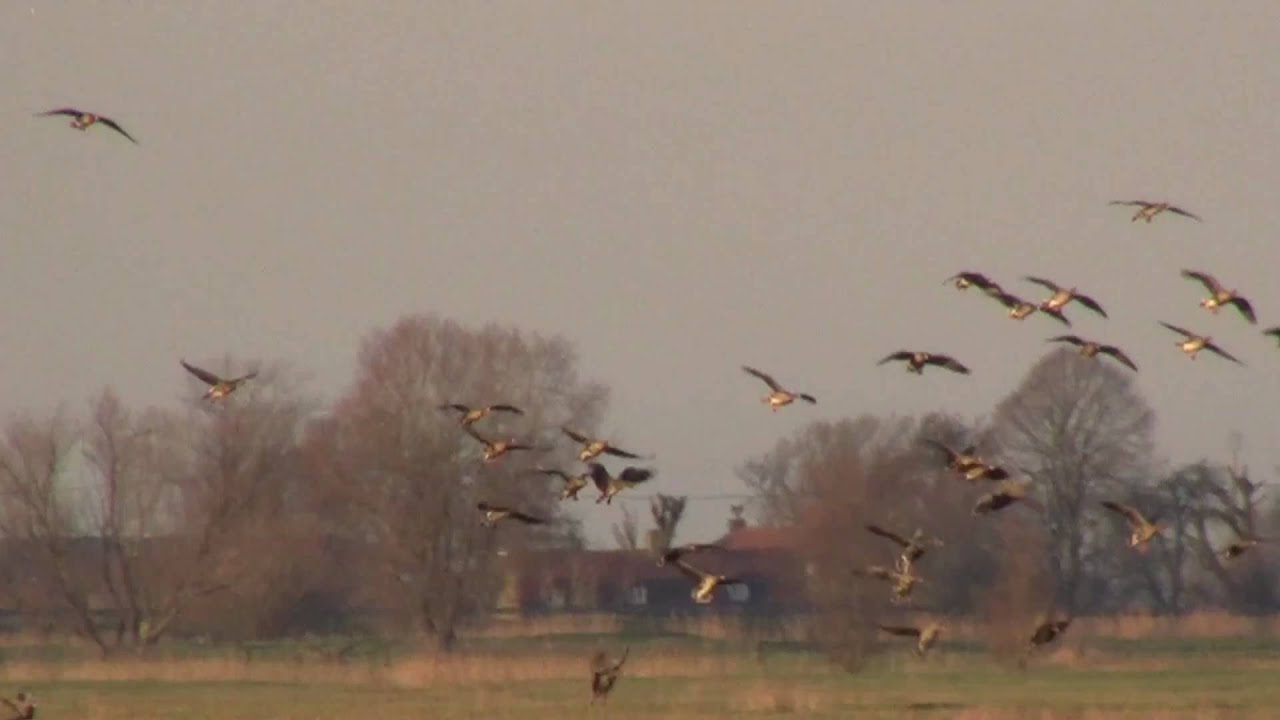 Chasse oie rieuse - AlloChasse.com