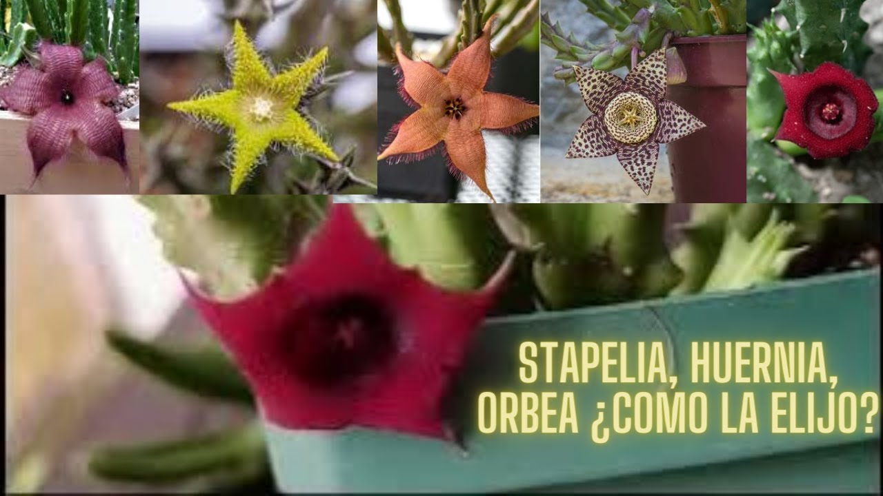 Diferentes tipos de flor estrella, HUERNIA, STAPELIA, ORBEA ¿Cómo  display picture 1