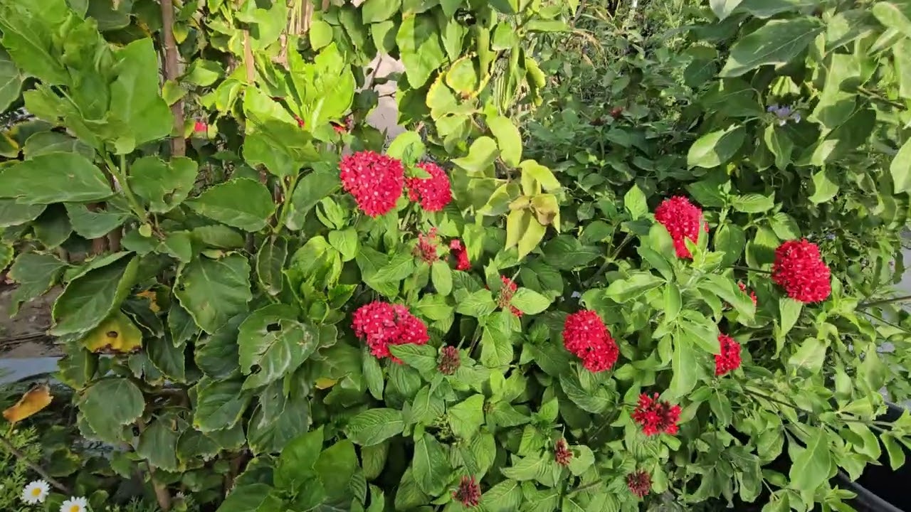 مزرعة العنب الريفية بسبت العلايا