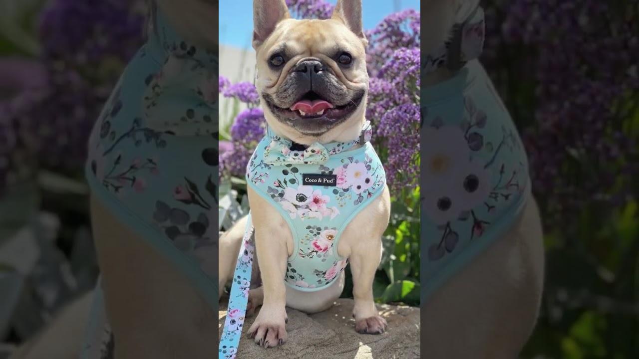 Spring/Summer Dog Style Accessories by Coco & Pud