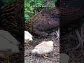 The little chicks follow their mum everywhere 🐥
