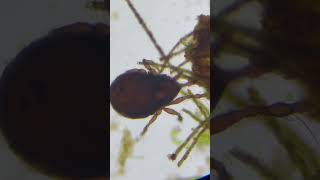 Aquatic insect under a microscope #water #bug
