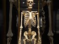 Skeleton #anatomy