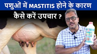 पशओ म थनल रग Mastitis हन क करण और उपचर कस कर?