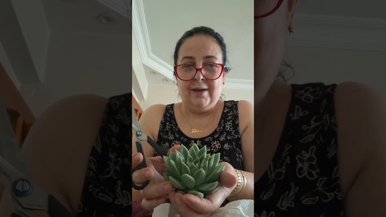 Sohbet,muhabbet ve sukulent kargo açılımı 💜