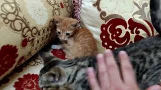 I rescued new two kittens by Cats Kingdom 619 views 11 months ago 1 minute, 36 seconds