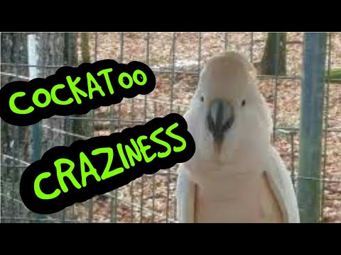 amazon parrot price CRAZY COCKATOOS, AMAZING AMAZONS, Blue Front, Mealy, Moluccan, Umbrella, Goffins, Sulfur Crested