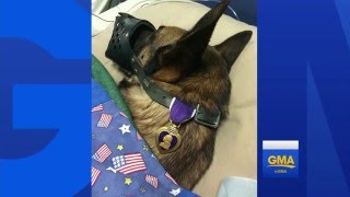 Military Dog Earns Purple Heart Honor