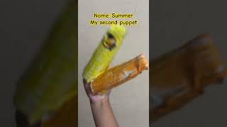 Dragon puppet Dragon puppet
