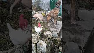 Download Lagu #Look #Galgo Mix Faro is the #Boss #shorts MP3