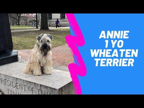 Vídeo: Raça Soft Coated Wheaten Terrier Dog Hipoalergênico, Saúde E Expectativa De Vida