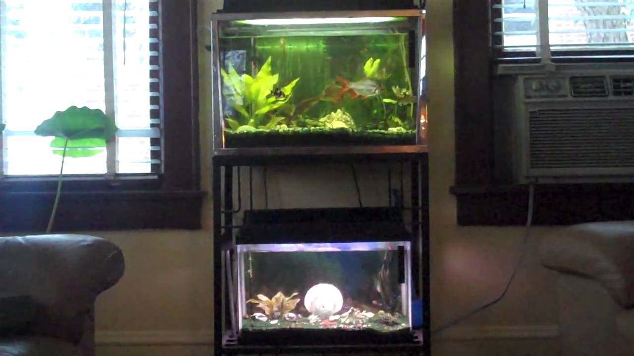 the whole tank set up - YouTube