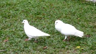白鴿求愛1030313台中公園