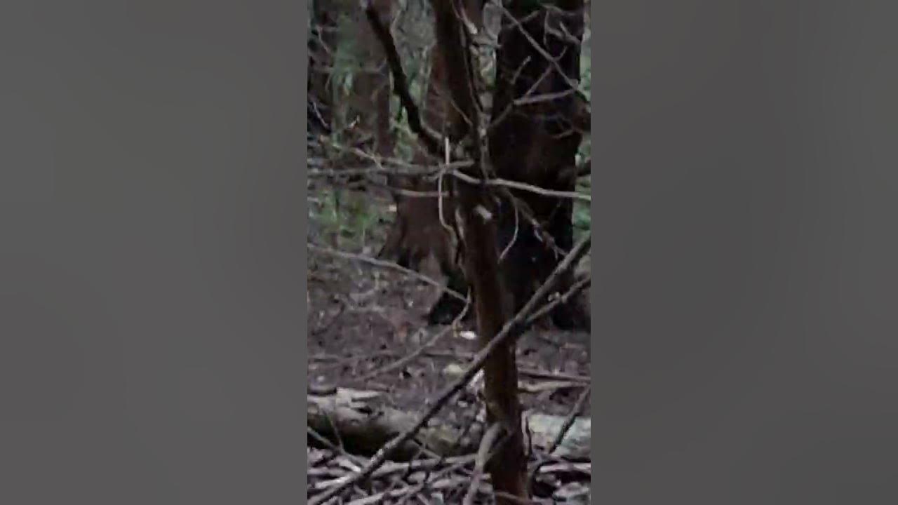 Turtle Creek Floodplain Beloit Wi Horses? Nope!!! Thats a Deer