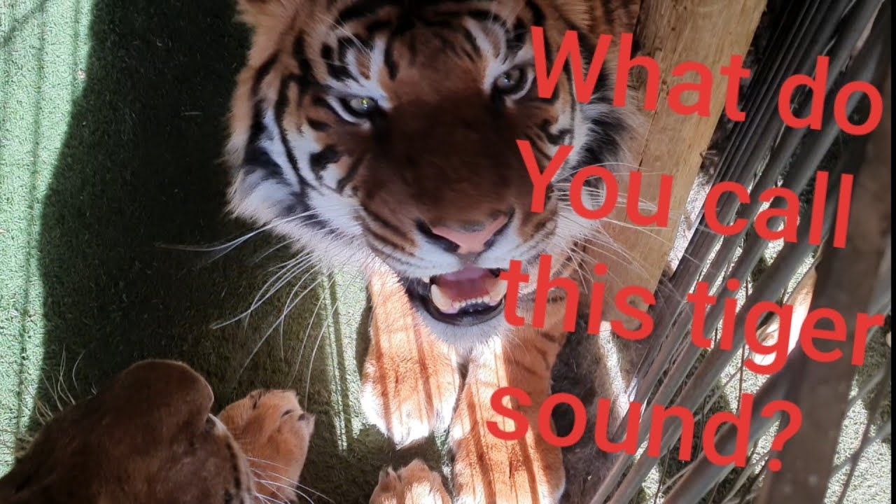 Is this the best pet ever? YouTube