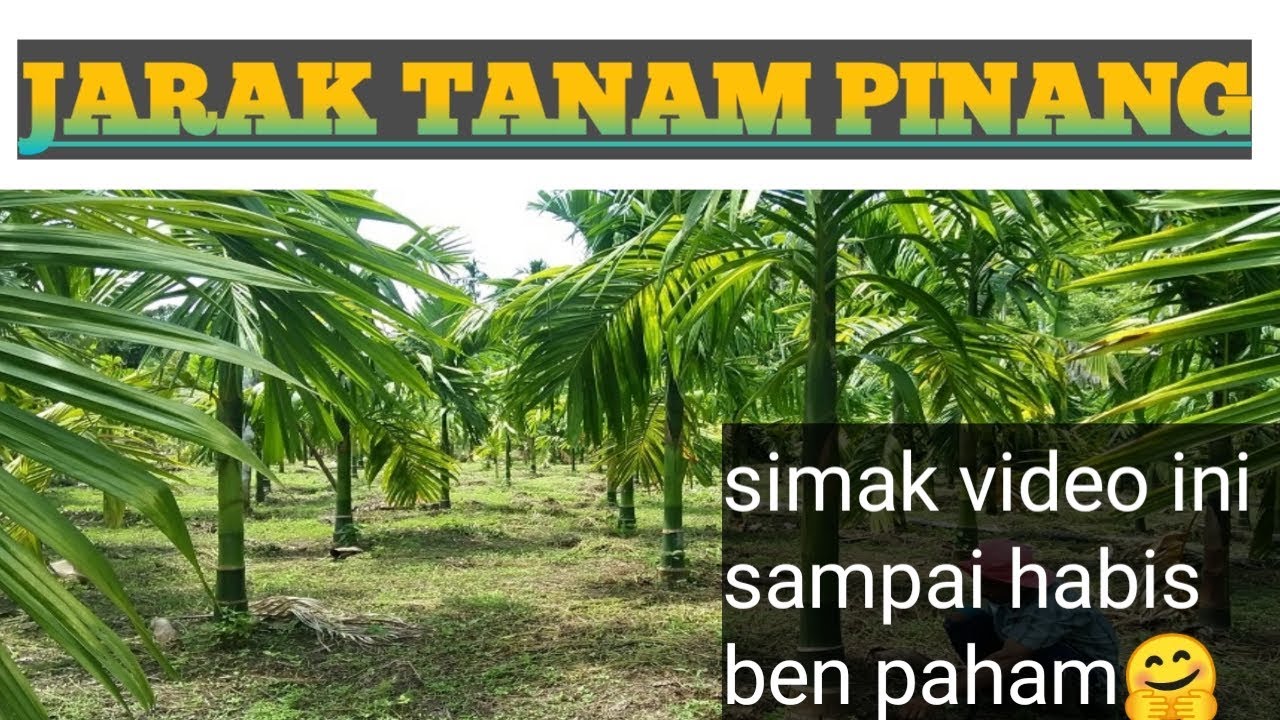 Jarak Menanam Pinang Teryata Begini Youtube