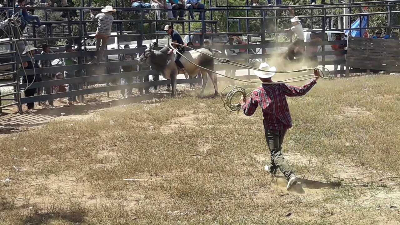 Fiestas taurinas telcruz Jalisco toro de 11