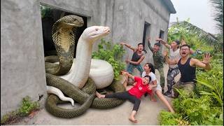 Snake expert handles a nest of 100 anacondas. | Wild Python TV