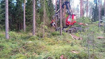 pine forest before and after second thinning