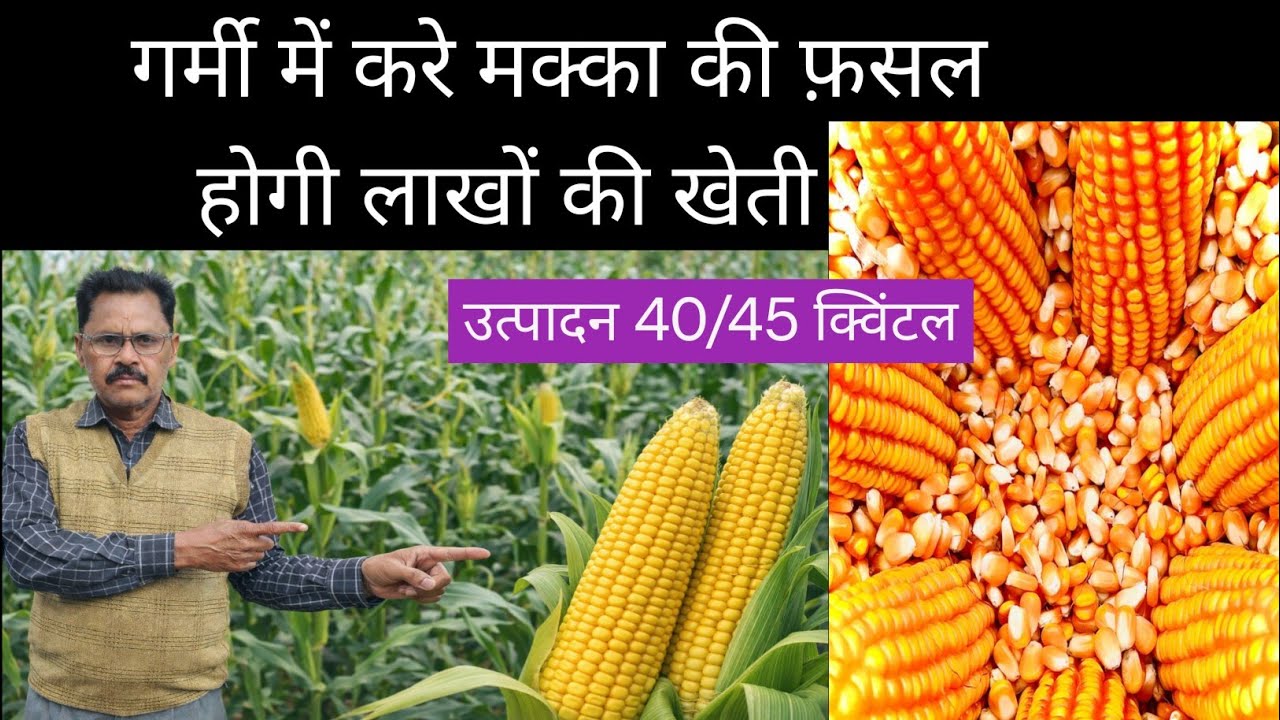 * मक्का में बंपर पैदावार का राज़ | सही खाद, बीज और सिंचाई तरीका *