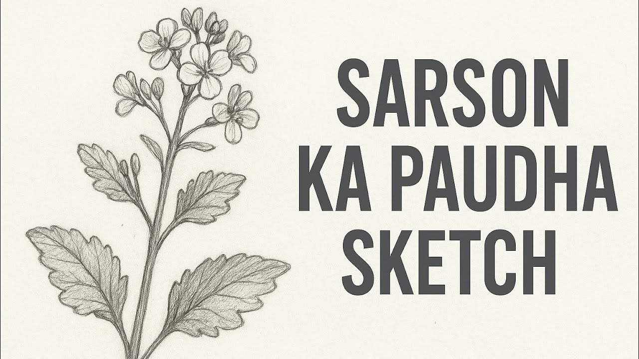 Sarson Ka Paudha Sketch | Realistic Pencil Drawing 🌿
