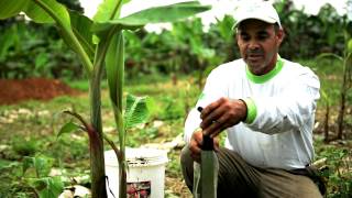 Control de plagas y enfermedades en el modelo ISPA