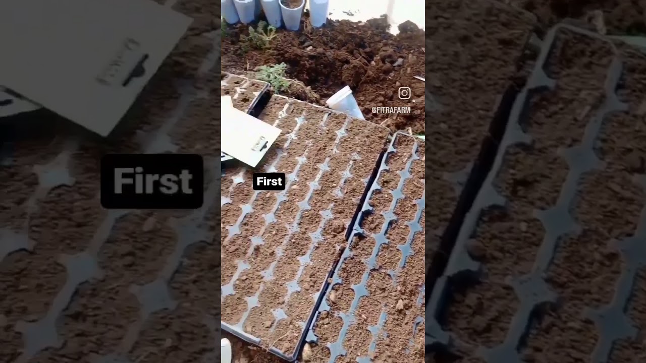 Off-grid gardening tips for beginners 