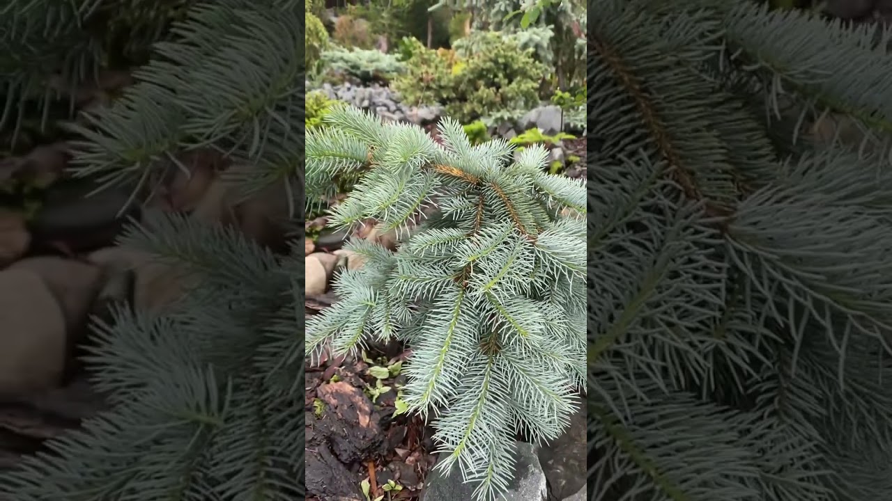 Picea pungens Blue Wave 💚🌲💚 20.06.2024.🌲