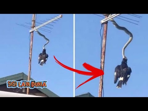 Video: Adakah currawong makan burung lain?