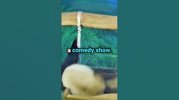 Why Are Pandas So Clumsy? 🐼