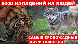 НЕ СТОЙ У НИХ НА ПУТИ! ЭТИ ЗВЕРИ ОЧЕНЬ ОПАСНЫ - Звери НАПАДАЮЩИЕ НА ЛЮДЕЙ чаще всего