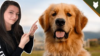 HOW ADAPTABLE ARE GOLDEN RETRIEVER