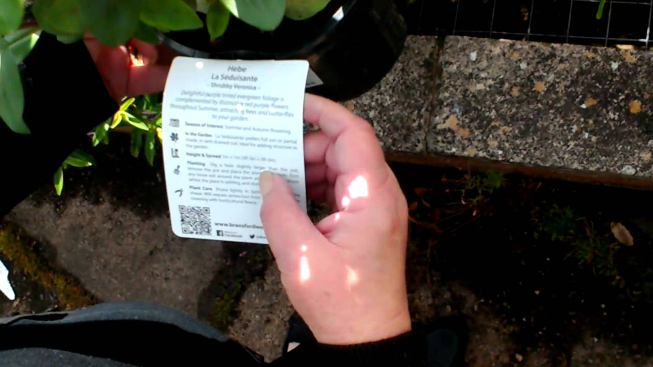 Markham Grange Flower Garden