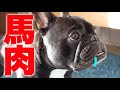 馬肉を愛犬にご馳走します♡