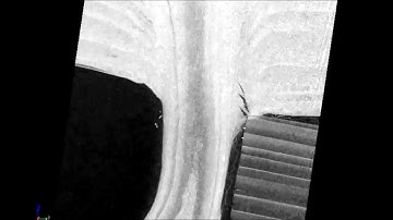 Synergy of multi-scale toughening and protective mechanisms at hierarchical branch-stem interfaces