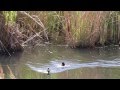 Чернь чубата/ Tufted Duck