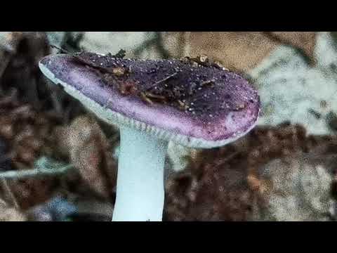 Video: Söödav russula: foto, kirjeldus, kuidas eristada mittesöödavast?