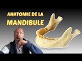 Anatomie de la mandibule
