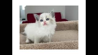 Ragdoll kittens are 6 weeks old-part-1 by Ragdolls 263 views 3 years ago 2 minutes, 57 seconds